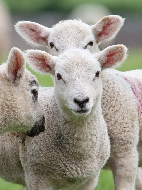 Super photo of our Churchdale lambs by @RavenseyeChris