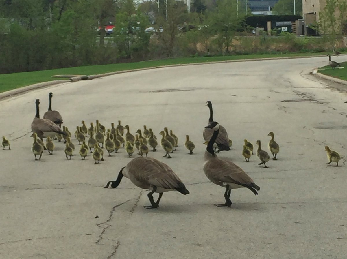 AllisonMKelley's tweet photo. @FirstMidwestGp has some new tenants. THEY'RE SO FLUFFY. @kylegschilling #Friyay #teamFMG https://t.co/VBxYZ24Xm5
