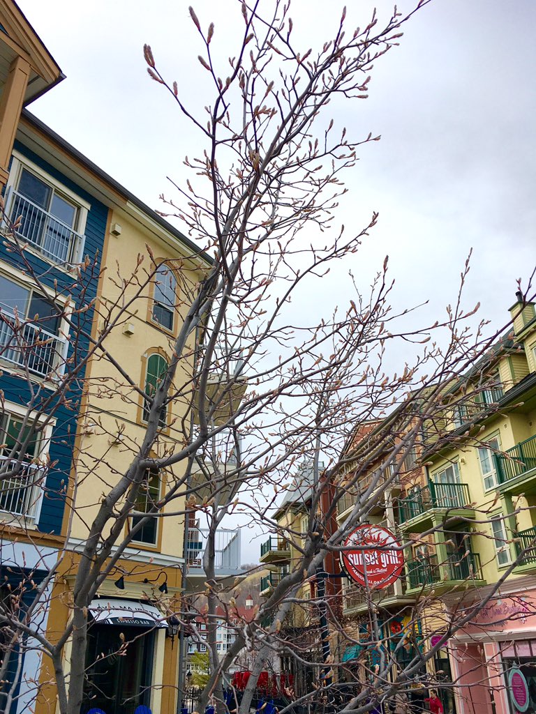 copper blues (copperblues_mtn) Twitter