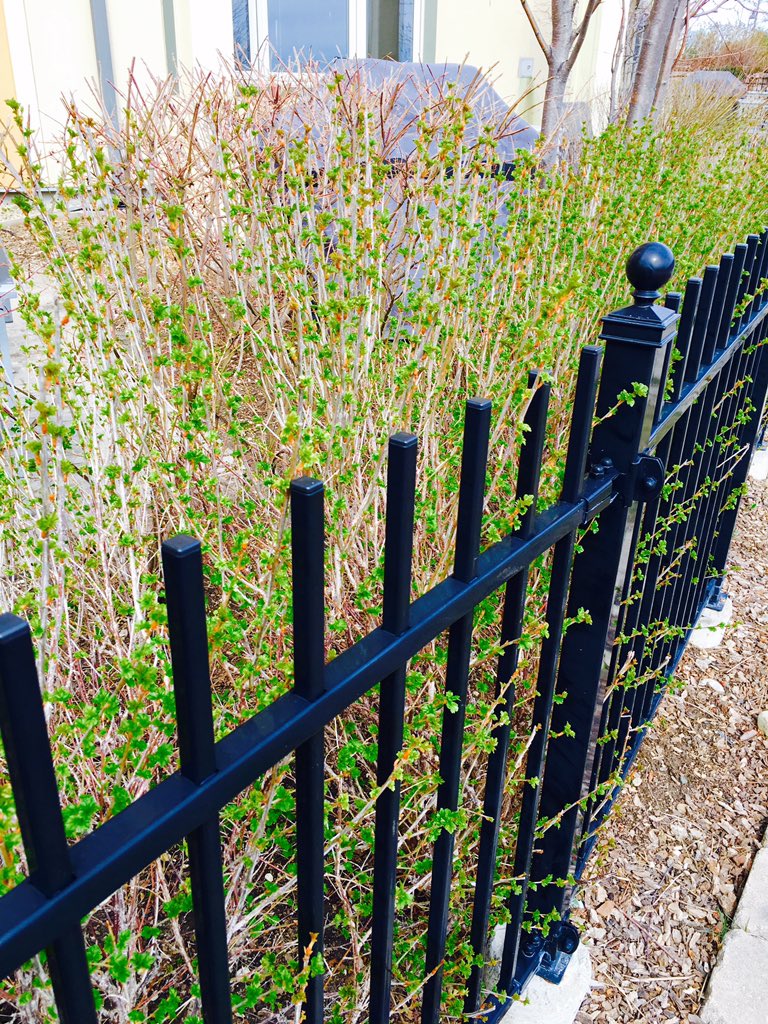 Andrew_Tourism's tweet photo. Buds on the trees &amp; preparing our beautiful gardens for our spring &amp; summer guests! @BlueMtnVillage @BlueMtnResort https://t.co/8AlqwG71A8