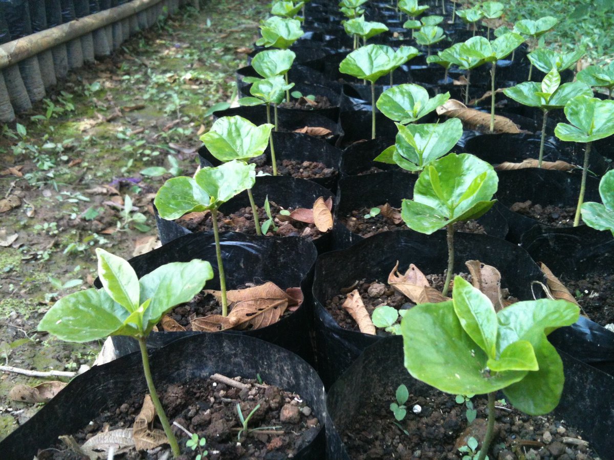 apasionadocafe's tweet photo. @arborday Want to show off our baby coffee trees in our nursery!  #ArborDay2016 #adoptacoffeetree https://t.co/inNIdbCupa