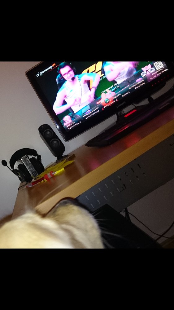 Furiieux's tweet photo. Visiblement, le remix de @Rambobinator intrigue mon chien...
@Koka_Starcraft @OgamingSC2 #OGSL2 https://t.co/j2Ygihx9lW