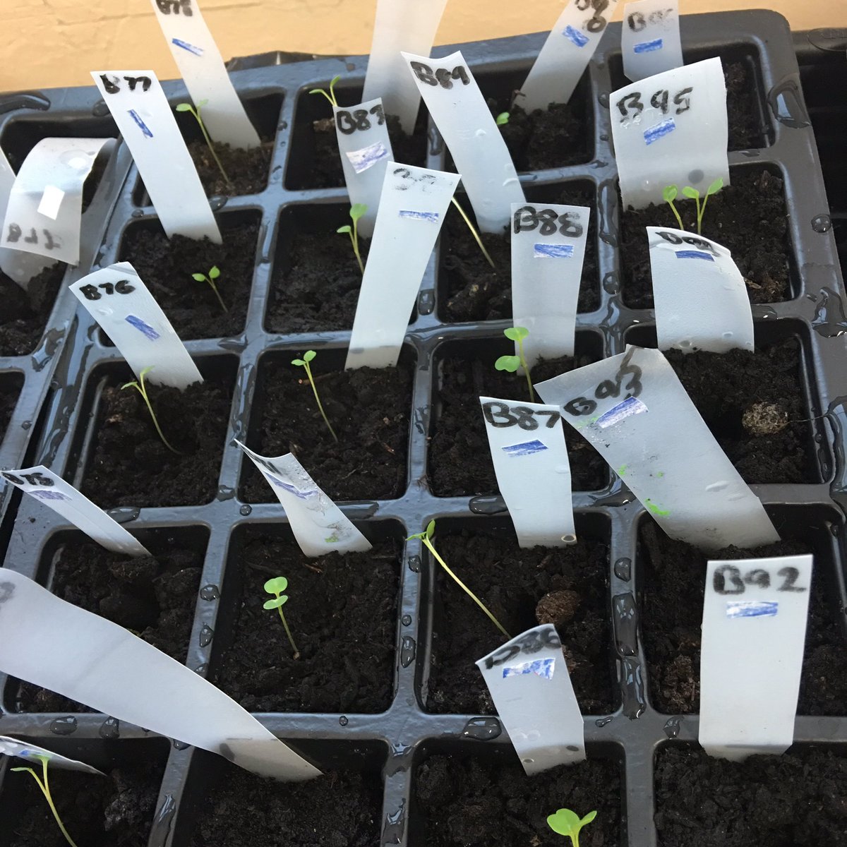 CavendishM20's tweet photo. Week 1 of #rocketscience16 and germination is going on! https://t.co/b6N0gquwMV