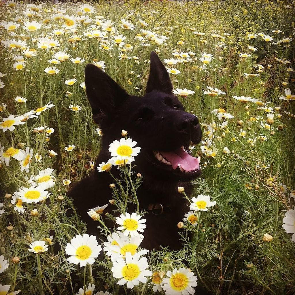 urancansevilla's tweet photo. Vanda #RelaxTime. Urancán #Adiestramiento y #Educación #Canina #nature #respect #dogtraini… https://t.co/pOljvAdxEX https://t.co/F8FFFsfUJD