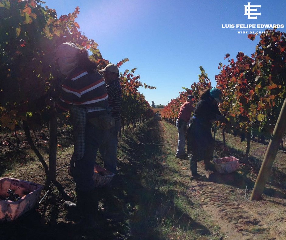 Luis Felipe Edwards tweet media