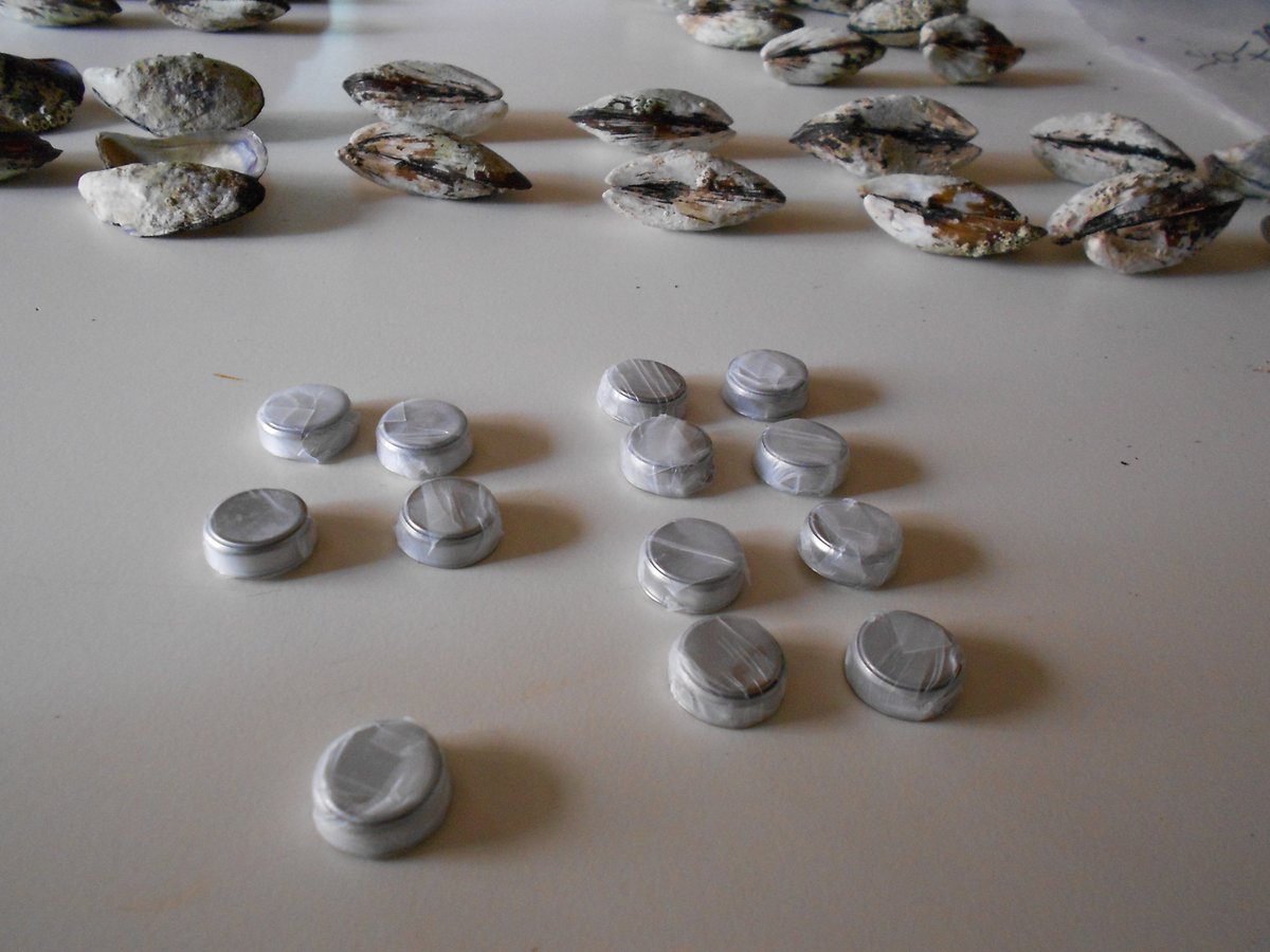 CarlaRLourenco's tweet photo. Chapter 4 starting... NOW ! iButtons, ready! #phdlife #mussels #BIONEPT https://t.co/0XBCG3AxWm