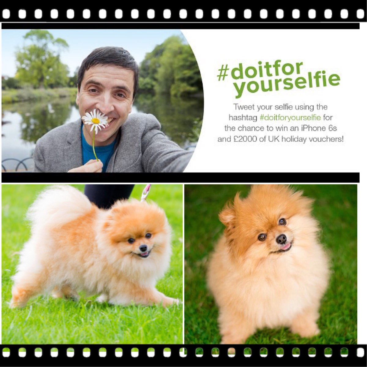 YummyHound's tweet photo. Flash🔙Friday #Denplan #Tv #Commercial featuring Lola the #Pomeranian @LJpoms 🐾📽🐶 https://t.co/4Qmjn9OGSv