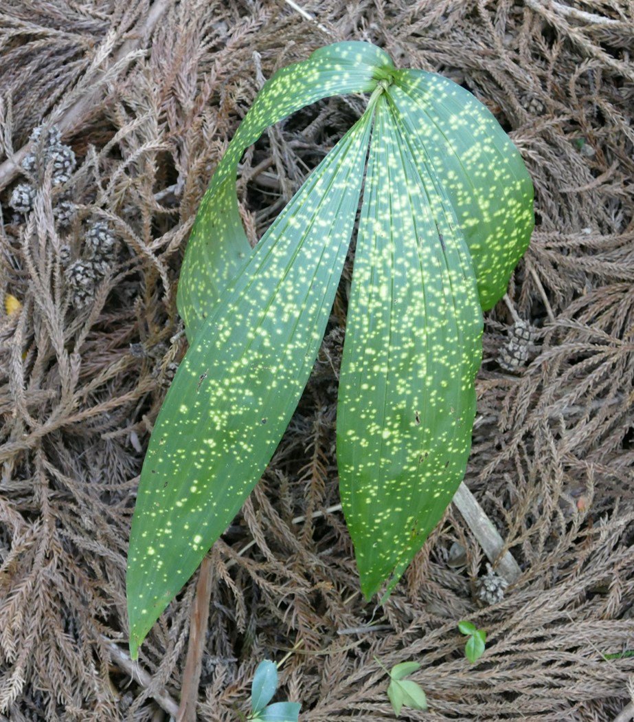 末次 健司 エビネ属に近縁な植物ガンゼキラン この個体のように黄色い水玉模様の斑が入ったものが稀に見られ 特にホシケイラン 星恵蘭 という 星に恵まれるとはよい名前だし実際美しいが この黄斑はウイルスによるものといわれている T Co