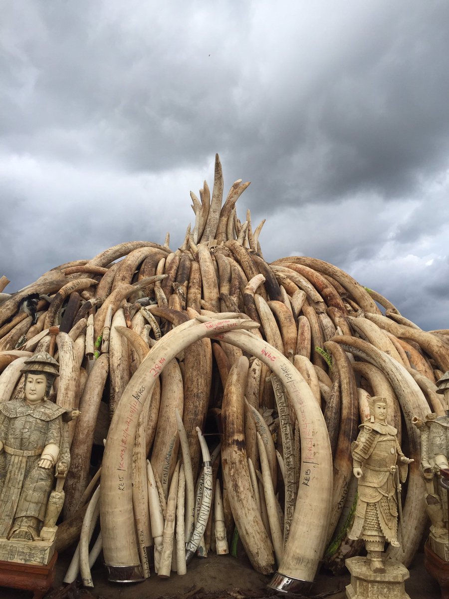 Clouds gathering ahead of the #IvoryBurn but a load of petrol should do the job! #worthmorealive <a href="/BBCWorld/">BBC News (World)</a>
