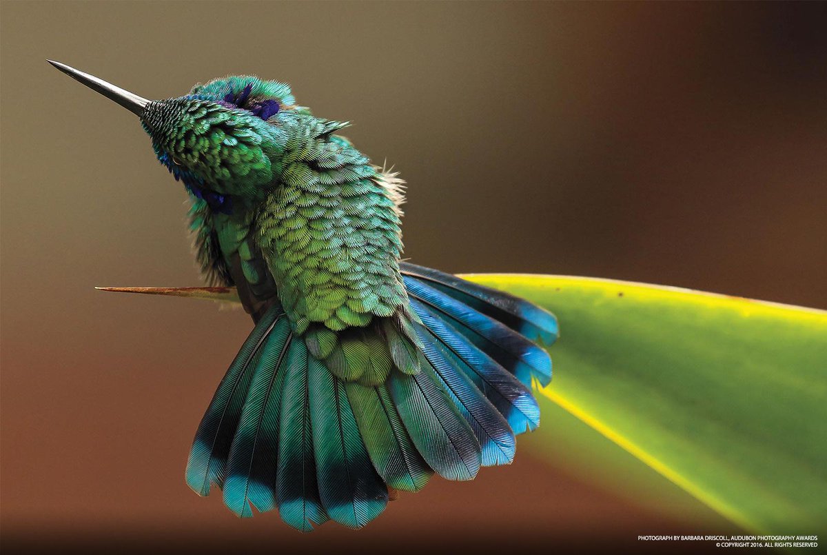 NatGeoPhotos's tweet photo. See 9 stunning photos of birds that won this year's Audubon Photography Awards. https://t.co/LGBKLeygdz https://t.co/oekI0Scp7A