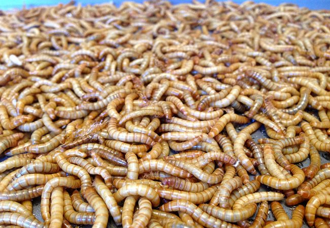 PluimveeActueel's tweet photo. ForFarmers onderzoekt gebruik insecten als vervanger voor eiwit en vet https://t.co/67J383uthJ https://t.co/iIiS2obLj9