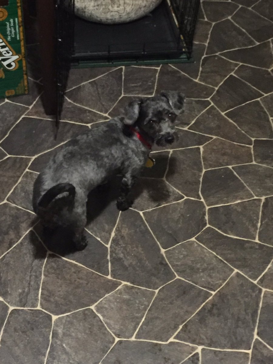 Nwberry's tweet photo. This is Daisy! She is visiting for the week so my dog Ollie can knock her up. Woot woot! #MyDogEarnsHisKeep https://t.co/3PXQLBHKCP