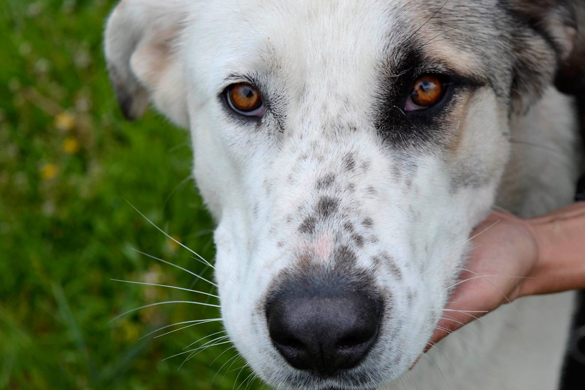 PerrosadopcionF's tweet photo. Esta es Bruma. Una perrita dulce y de mirada tierna, muy joven, con el color de la niebla. https://t.co/VYu4uSnm95