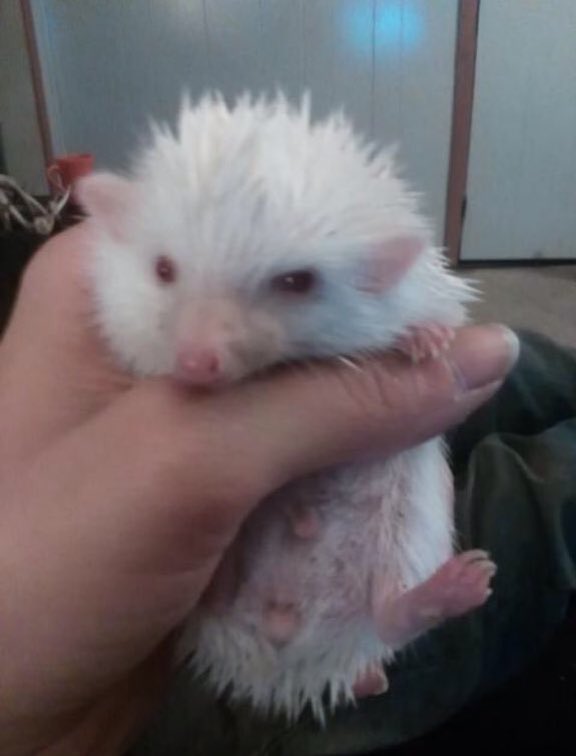 mamagoatt's tweet photo. my new account is officially made and im logging out of this for good but heres my hedgehog before i go bye https://t.co/gV2ExArOC3