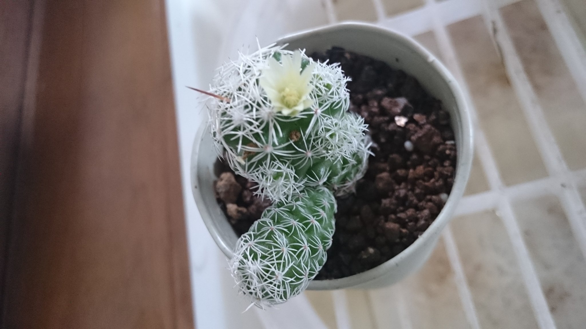 さぼにゃん サボタニ垢 黄金司の蕾 ダイソー購入 ハクチョウの花 3コインズ購入 ハクチョウの花は前も咲いてましたが 黄金司の花 初 も見れそうです 黄金司 ハクチョウ サボテン T Co Plox2ai8fx Twitter