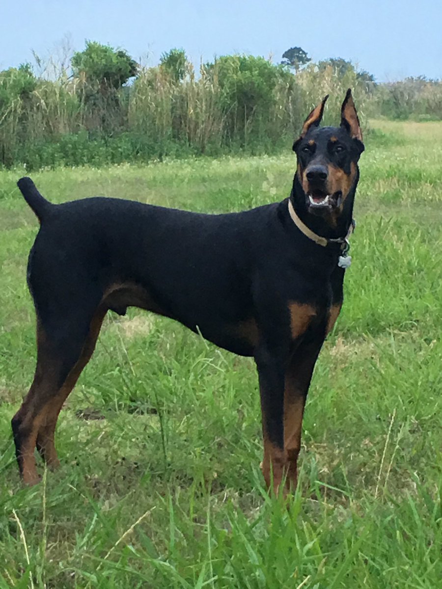 Cass_C7's tweet image. Woohoo🎉 it's Friday!! Have a great weekend everyone! 💚'Cairo🐾 #doberman #dogsoftwitter @dogcelebration
