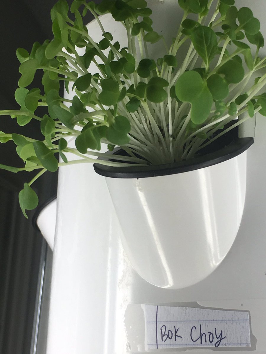 SNaunheim's tweet photo. 12 days ago?  Seeds in my fridge. Looks at them now!  #towergarden #towertotummy https://t.co/aWafAkxhKk