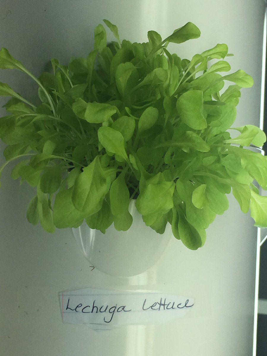 SNaunheim's tweet photo. 12 days ago?  Seeds in my fridge. Looks at them now!  #towergarden #towertotummy https://t.co/aWafAkxhKk