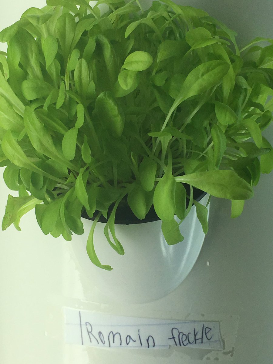 SNaunheim's tweet photo. 12 days ago?  Seeds in my fridge. Looks at them now!  #towergarden #towertotummy https://t.co/aWafAkxhKk