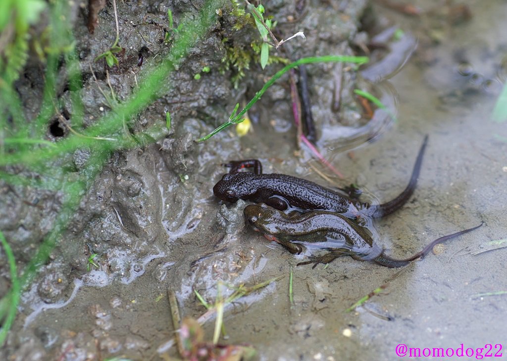 Twitter এ もも アカハライモリも繁殖期なのでたくさんいる オスはメスの前で尻尾をひらひらさせて懸命に求愛している その姿勢は見習いたいものだ カエル観察会16 T Co S54le5tszp ট ইট র