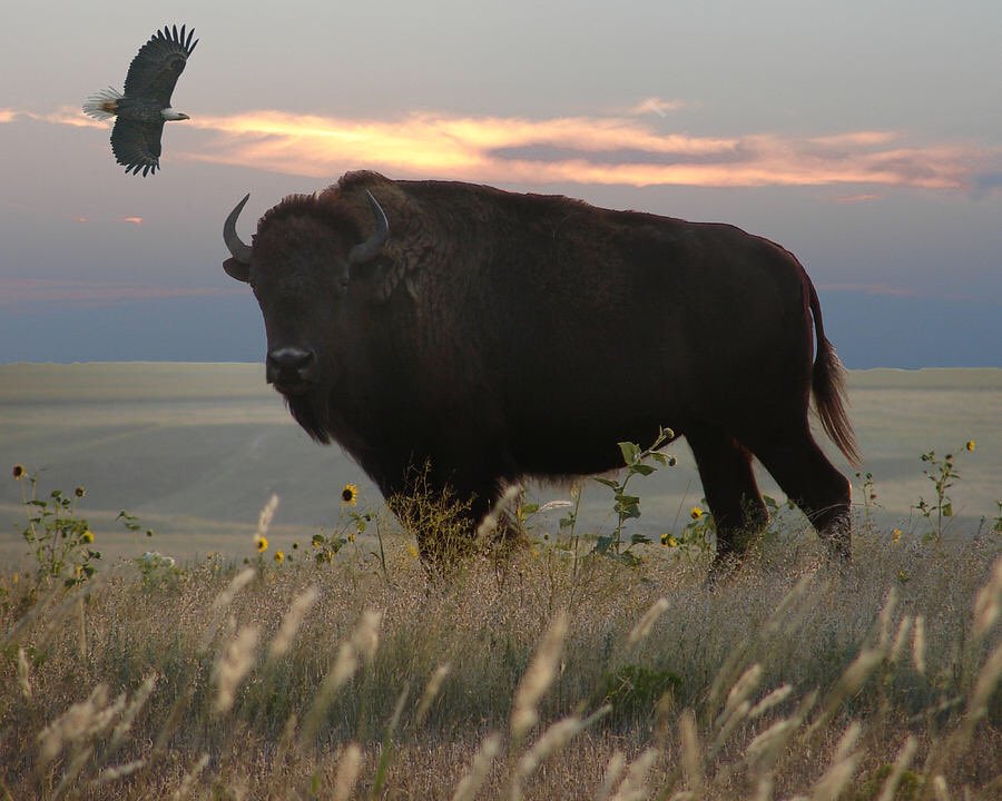 NDSUathletics's tweet photo. What happens when two of nature's most majestic creatures unite?

Magic. https://t.co/Uy9ybcL7KM