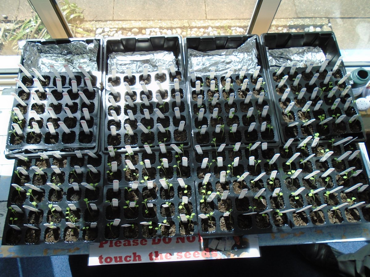 LivingstoneRPF's tweet photo. @astro_timpeake #rocketscience16 our #spaceseeds are well underway #SylvanInfants children very #excited by #growth https://t.co/FewKmTOjFT