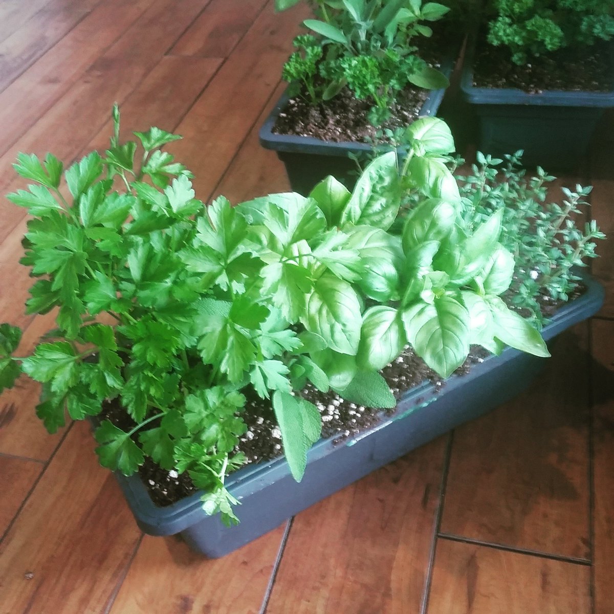 LynnRiverFarm's tweet photo. Herb boxes for sale! $20. #greatmothersdaygiftidea https://t.co/vYMOfVK6JU