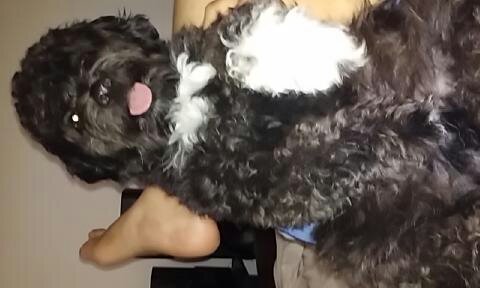 SeebaPedernera's tweet photo. @BDSCanal10 #FelizDiaDelAnimal aca esta Romulo mi hermano y mi mejor amigo lo amo un monton :) https://t.co/juOu2hf0JO
