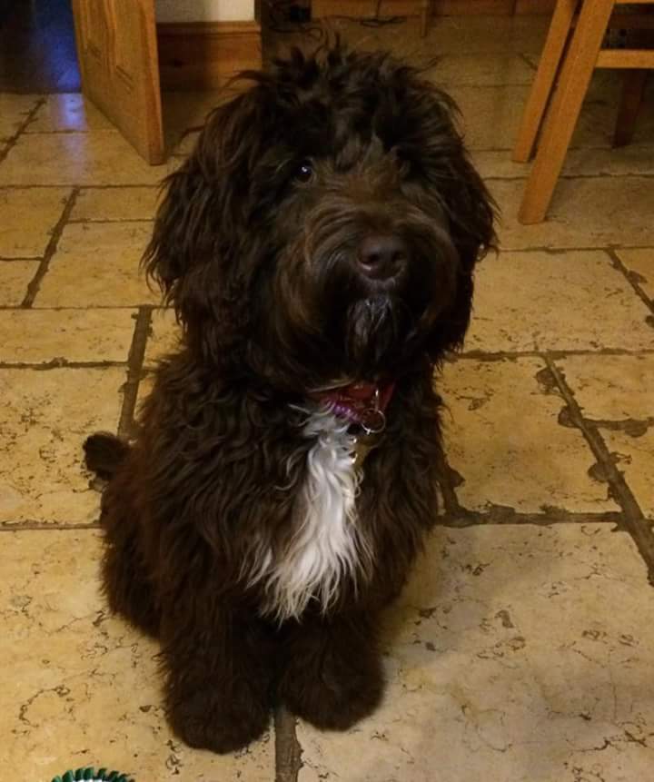 Pls share my friends puppy ran away yesterday nr frodsham Cheshire after being attacked by another dog! Help 😢🐶