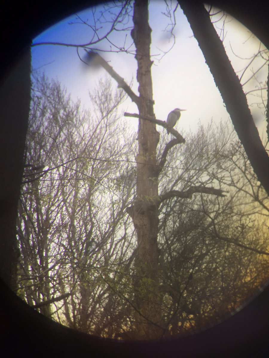 Kwood33's tweet photo. A great blue heron pictures though a binocular lens on a bird walk at @NYBG. @21CF_Impact #21CFExplore https://t.co/XAsJcOA4KX