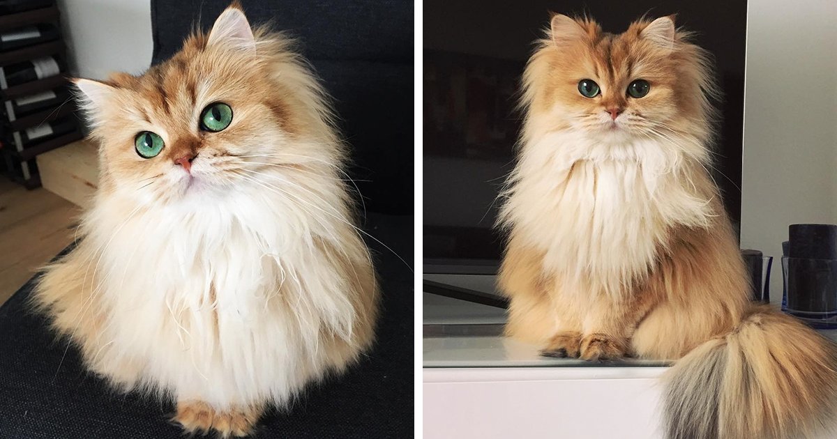 Meet Smoothie, The World’s Most Photogenic Cat (10 Pics): boredpanda.com/beautiful-fluf… #cats #fluffyfursday #cutepets