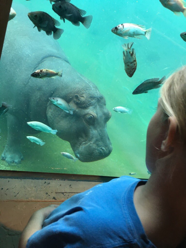 Memphis Zoo tweet media