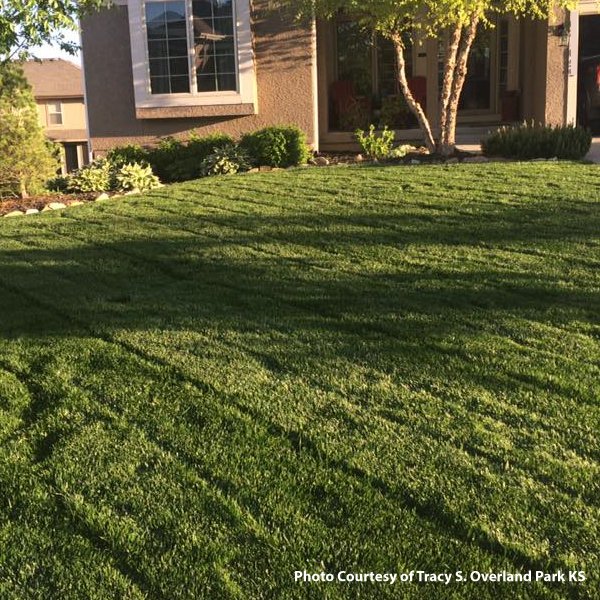 Grass_Pad_Inc's tweet photo. Another #HallofFameLawn in @opcares Thank you Tracy! #GrassPad https://t.co/JnakwIChnX
