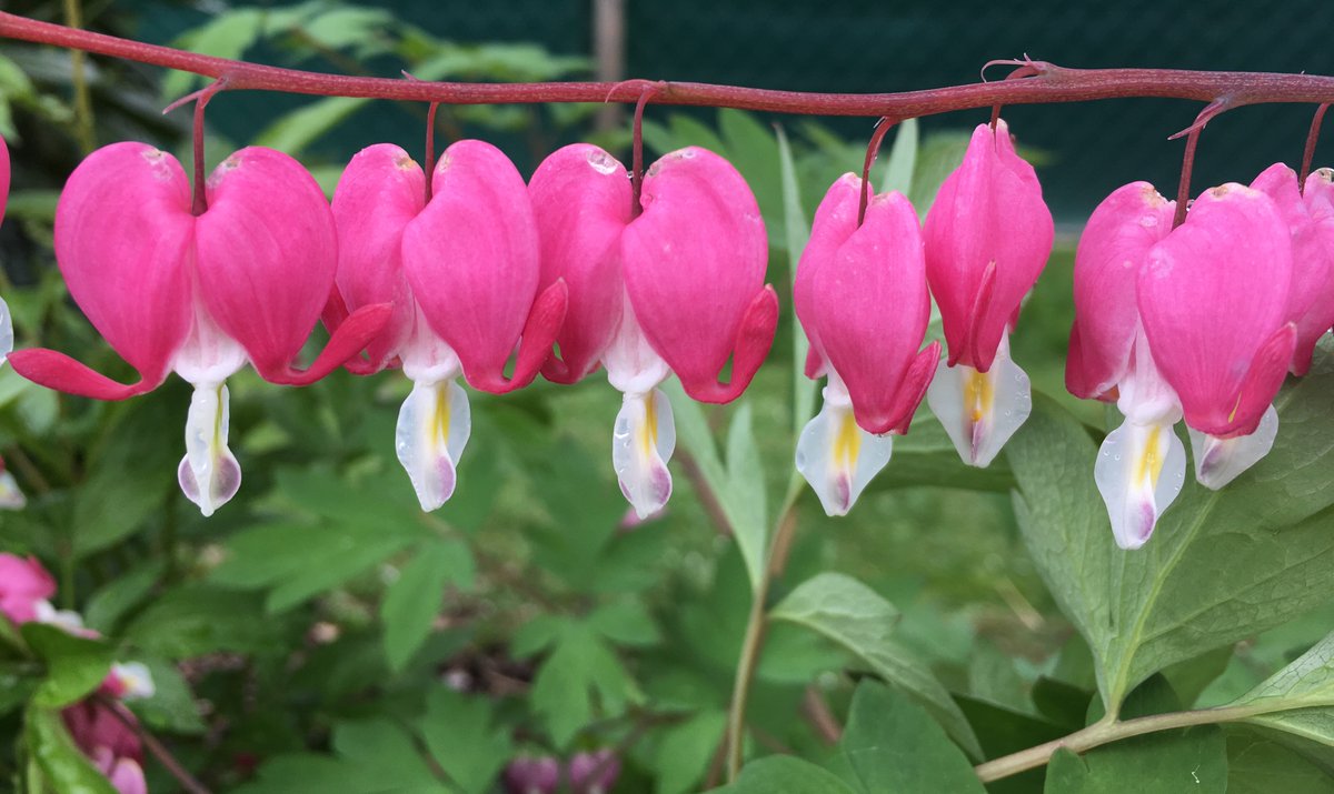 A pretty row by SaRi. This photo earned this Scoopshooter $10 USD when it sold a few days ago.