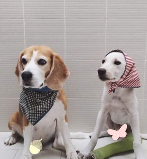 wongthanong's tweet image. หมาจรจัดน่ารักนะครับ ถ้ามีโอกาสและพอมีกำลังช่วยรับเลี้ยงไว้ นอกจากช่วยชีวิตสัตว์ยังช่วยแก้ปัญหาสังคมทางหนึ่ง