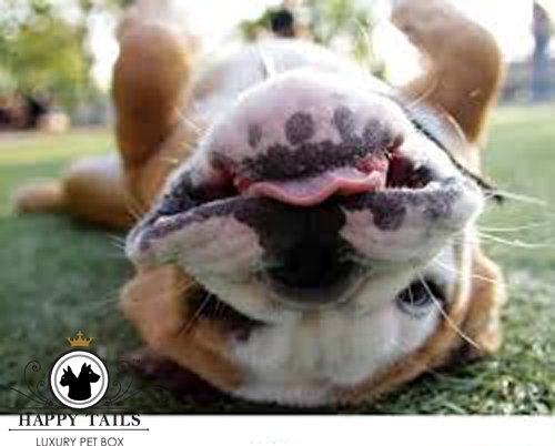 Happytailsbox's tweet photo. It's a long weekend, perfect for extra long tummy tickles! https://t.co/u7GO8V2vIa