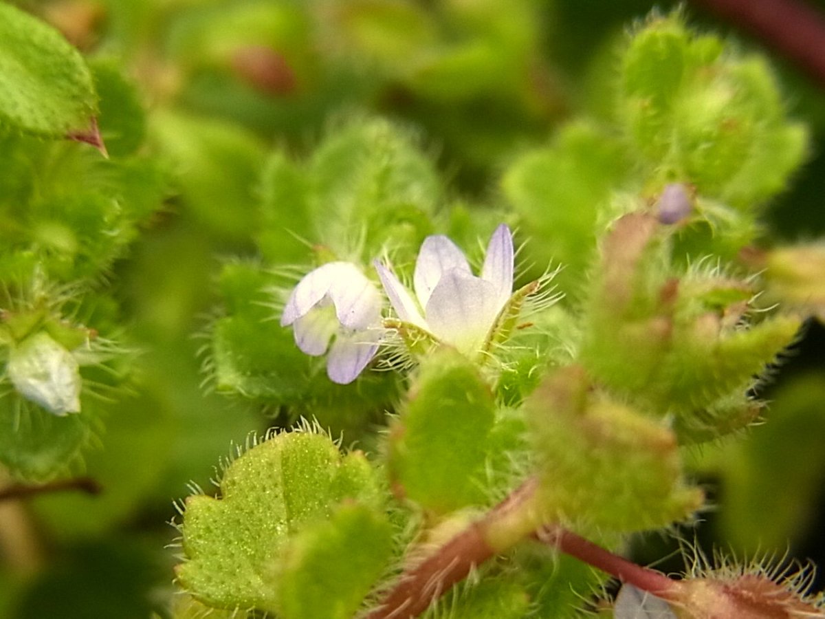 ゆうこ フラサバ草 ヨーロッパ アフリカ原産の越年草 名前は明治時代に日本の植物を調べた 植物学者フランチェットとサバチェルの二人の名前からつけられた 花が小さく目立たないので 注意しないと目に留まらない 花 フラサバソウ