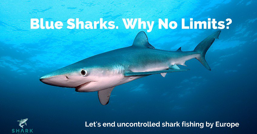 Sharks blues. Sharks blues. Prionace glauca. катран акула. большая голубая акула.