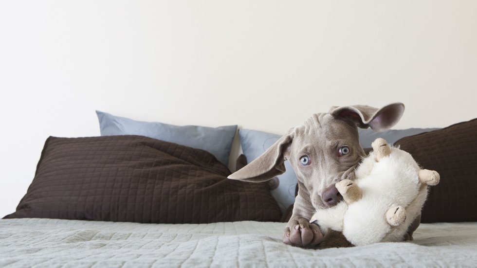 Why adopting a dog may be the best decision you ever make stylist.co.uk/life/dogs-staf…