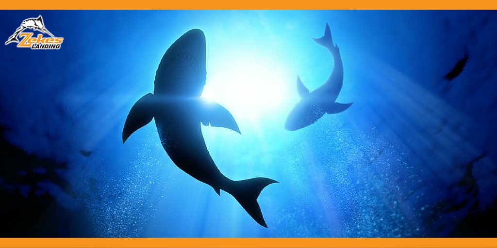 zekesmarina's tweet image. Did you know sharks &amp;amp; rays have to swim all the time, even when sleeping. #FunFishFacts #FishFacts