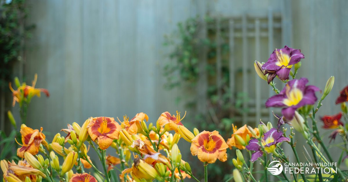 CWF_FCF's tweet photo. “If you have a garden and a library, you have everything you need.” - Cicero

#WILDAboutGardening #gardening https://t.co/52sCJJHWPl