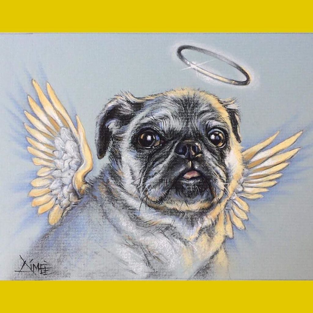 Puglee_Pug's tweet photo. 😇Nova😇🌈#pugs #pug #pugpuppy #APARN #pugrescue #rescue #nokillshelter #dog #dogs #flatfaceddogs by debe02 https://t.co/sNEdW9iWxB