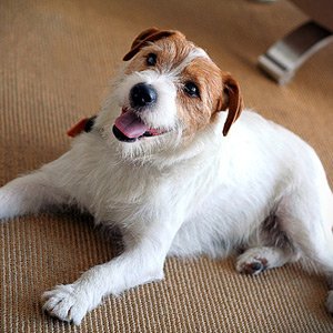 SameArg's tweet photo. #DiaDelAnimal Feliz Día A todas las mascotas! Son los Mejores amigos del Ser humano. https://t.co/152z1xT4Za