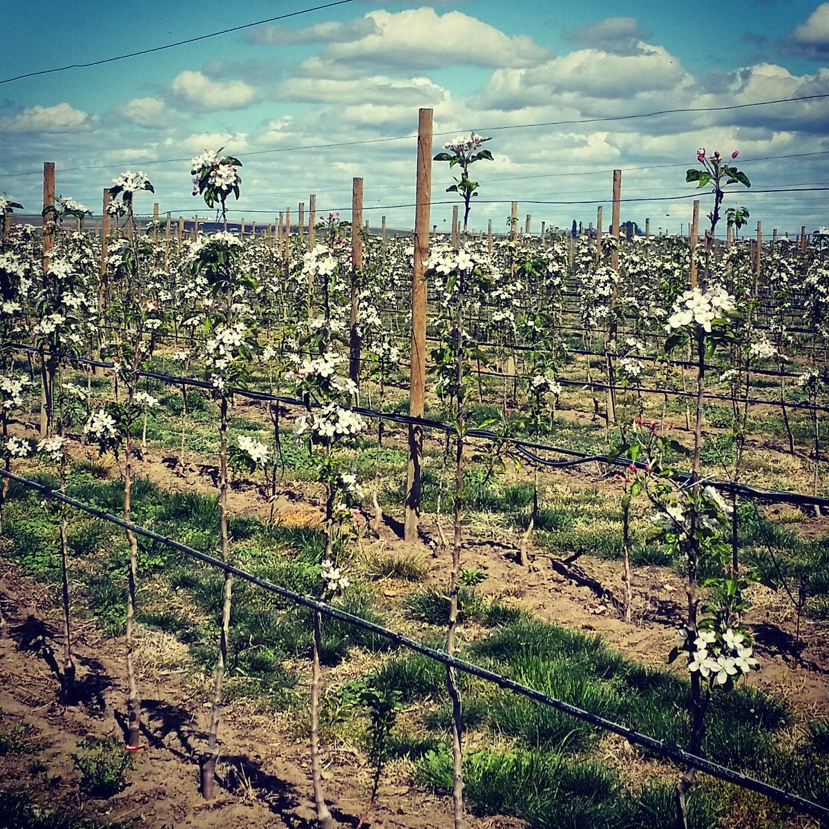ArcticApples's tweet image. Grow apples, grow! #orchard #apples