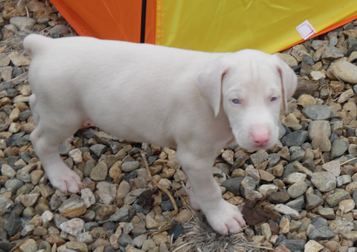 white doberman puppy