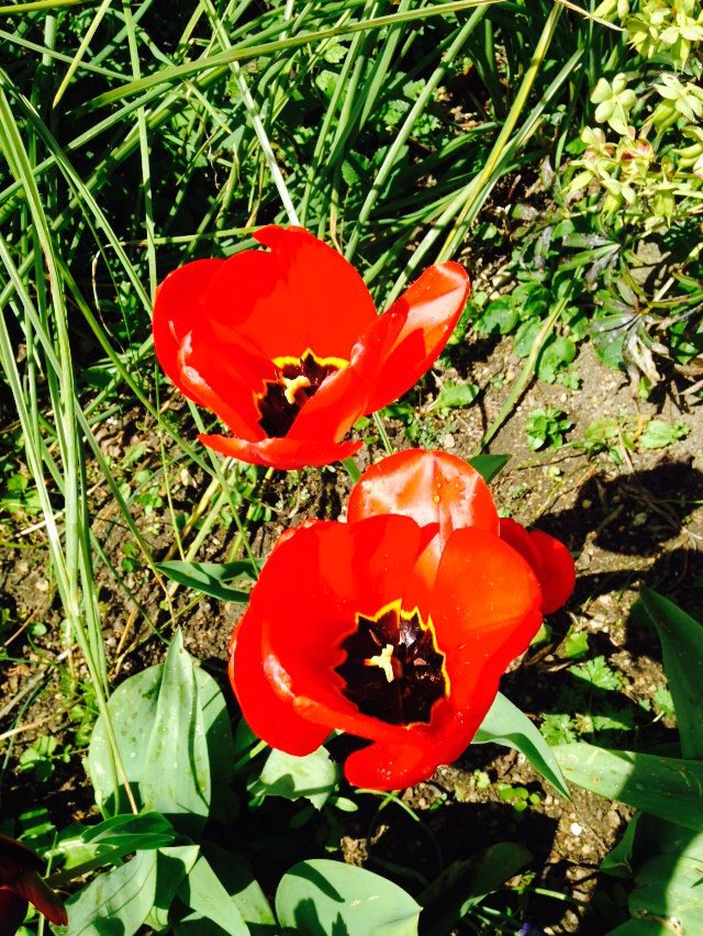 harrietcroome's tweet photo. #spring has sprung in #stroud https://t.co/RsoiE5yBAM