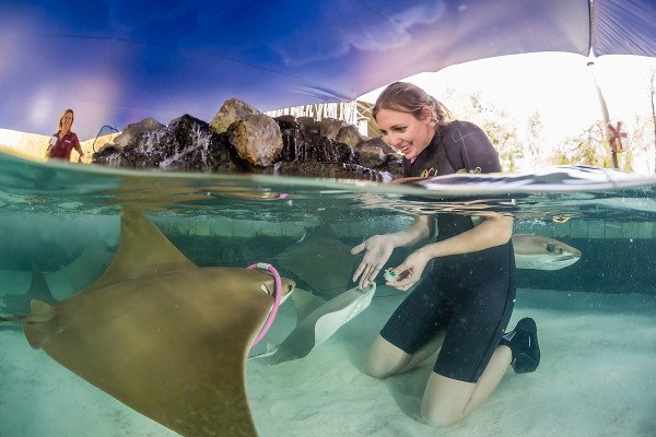 OceanChampions's tweet photo. This #CownoseRay is out to prove her species thinks, learns, and loves pink #HulaHoops. https://t.co/UY5bpcOXSH https://t.co/tl6j1Y95PP