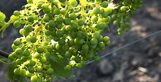 Grand_Francais's tweet photo. Le furmint : à l’origine des meilleurs #vins hongrois via @Figaro_avis_vin #vindumonde https://t.co/ez1TLVOhGS https://t.co/m2VkgHXPCi