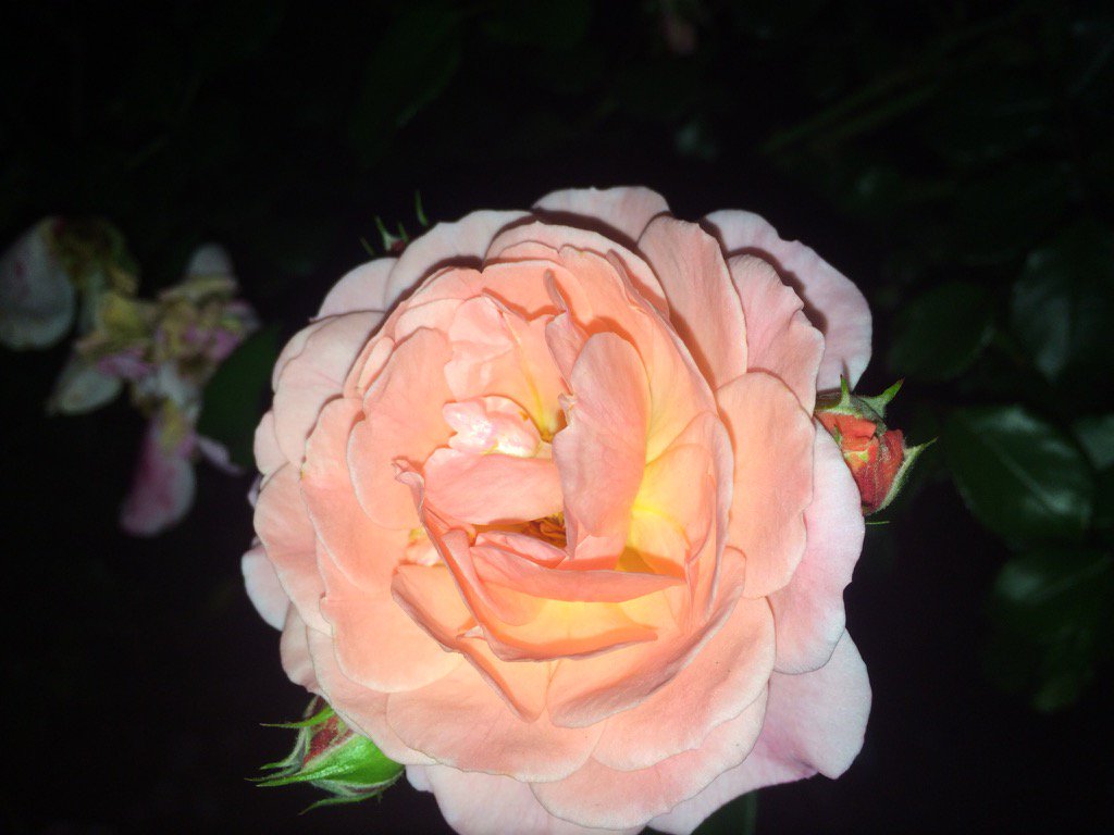 squidney9894's tweet photo. #Savannah #flower #flash https://t.co/7DEb7Yu466