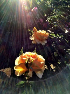 Church_Point tweet picture